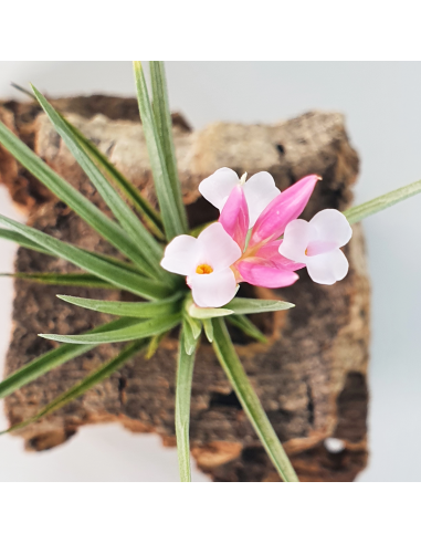 Pulchella Tillandsia Ecoterrazas