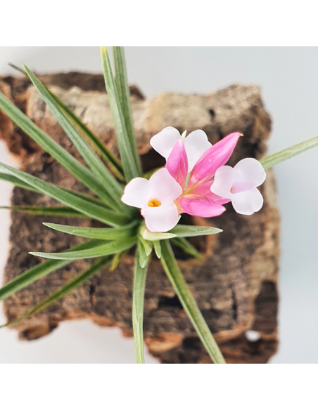 Tillandsia Pulchella Ecoterrazas