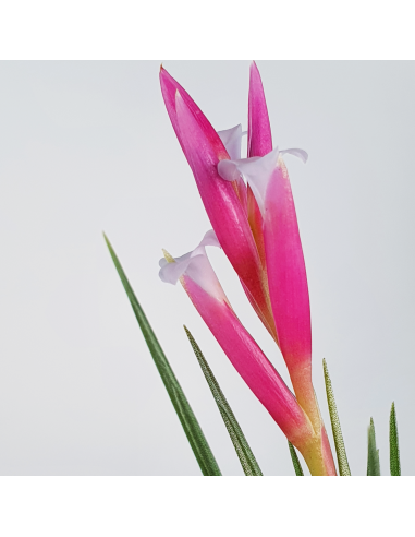 Pulchella Tillandsia Ecoterrazas