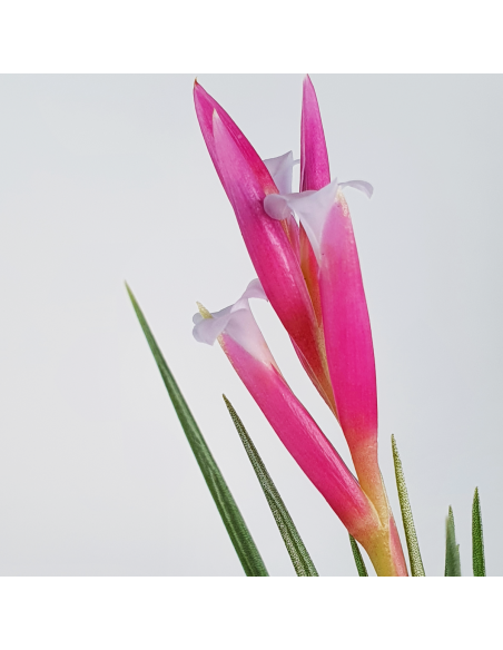Tillandsia Pulchella Ecoterrazas