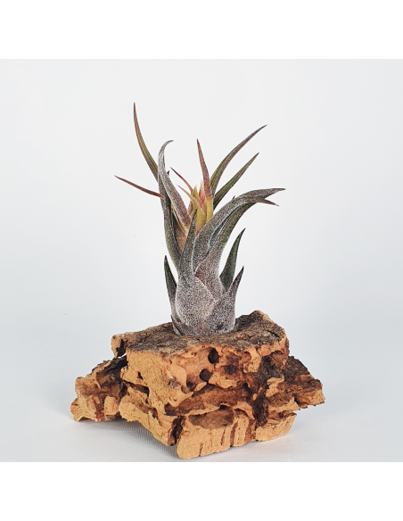 Pruinosa Tillandsia Ecoterrazas