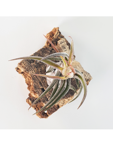 Tillandsia Pruinosa Ecoterrazas