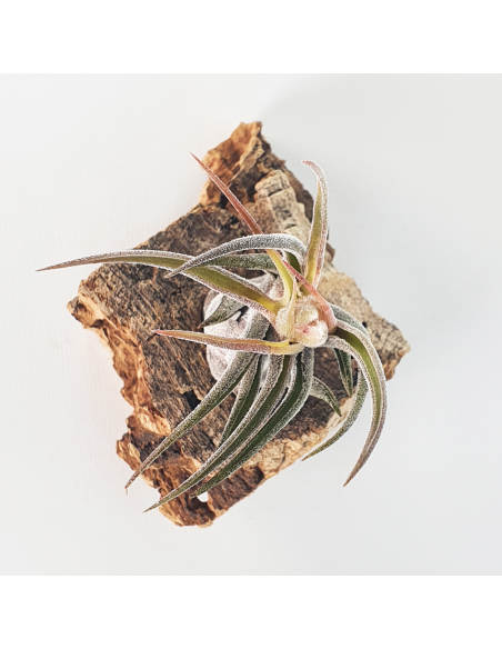 Pruinosa Tillandsia Ecoterrazas