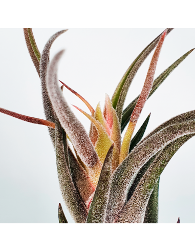 Tillandsia Pruinosa Ecoterrazas