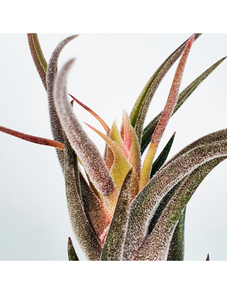 Pruinosa Tillandsia Ecoterrazas