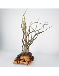 Tillandsia Butzii But Silver Ecoterrazas