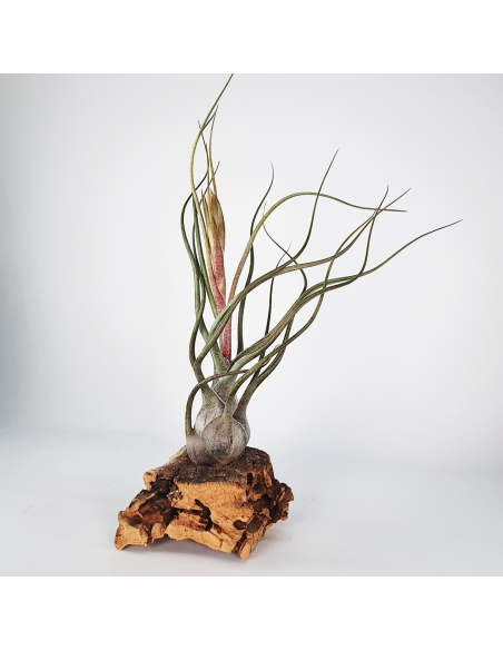Tillandsia Butzii But Silver Ecoterrazas