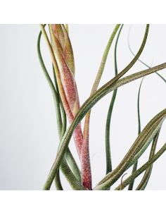 Tillandsia Butzii But Silver Ecoterrazas 2