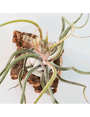 Tillandsia Butzii But Silver Ecoterrazas
