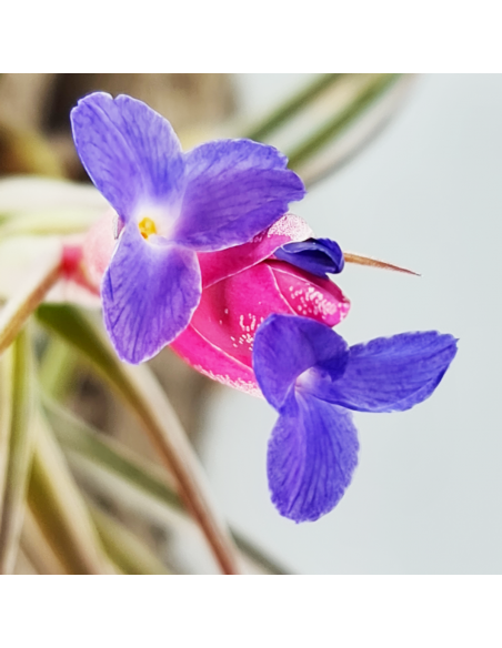 Tillandsia Aeranthos Aemula Ecoterrazas