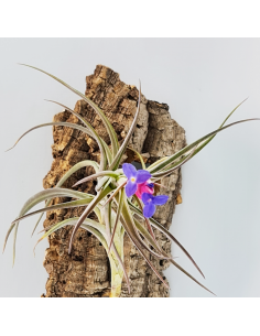 Tillandsia Aeranthos Aemula Ecoterrazas 2