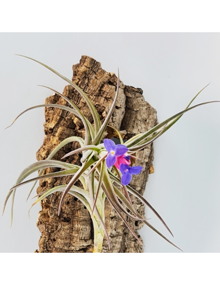 Tillandsia Aeranthos Aemula Ecoterrazas