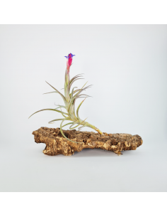 Tillandsia Aeranthos Aemula Ecoterrazas