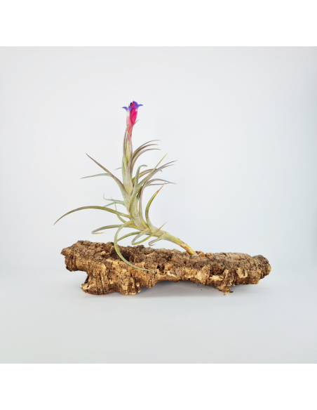Tillandsia Aeranthos Aemula Ecoterrazas