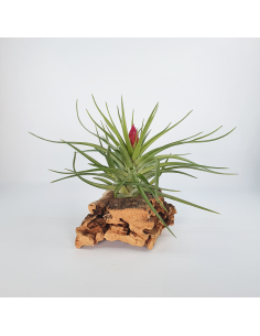 Tillandsia Holm´s Rose Quartz Ecoterrazas