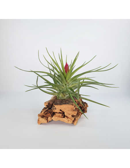 Tillandsia Holm´s Rose Quartz Ecoterrazas