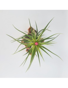 Tillandsia Holm´s Rose Quartz Ecoterrazas 2