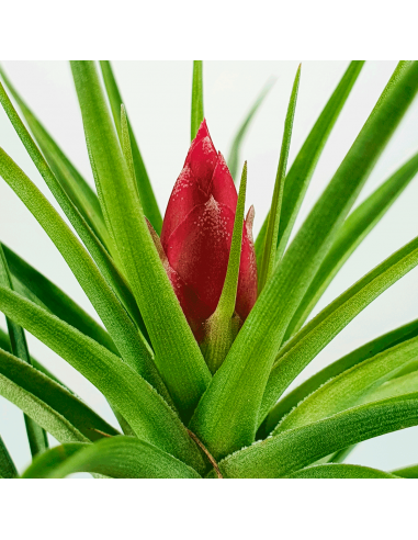 Tillandsia Holm´s Rose Quartz Ecoterrazas