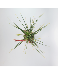 Tillandsia Holm´s Durascens Ecoterrazas 2