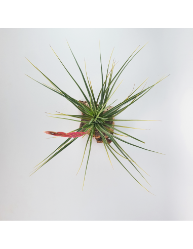 Tillandsia Holm´s Durascens Ecoterrazas