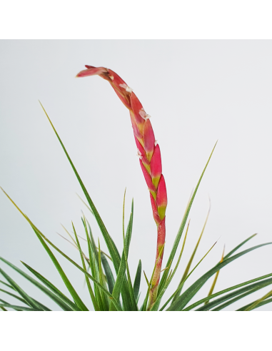 Tillandsia Holm´s Durascens Ecoterrazas