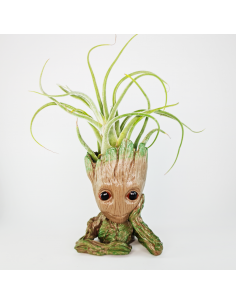 Soporte muñeco raíz pensador + Tillandsia  2