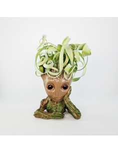 Soporte muñeco raíz pensador + Tillandsia 