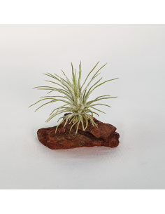 Tillandsia Plumosa Ecoterrazas