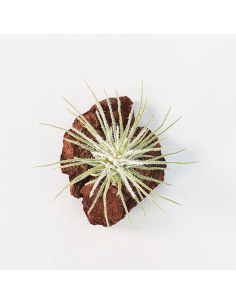 Tillandsia Plumosa Ecoterrazas 2