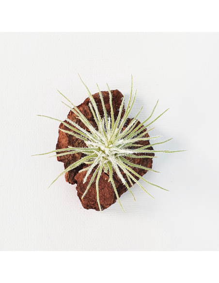 Tillandsia Plumosa Ecoterrazas