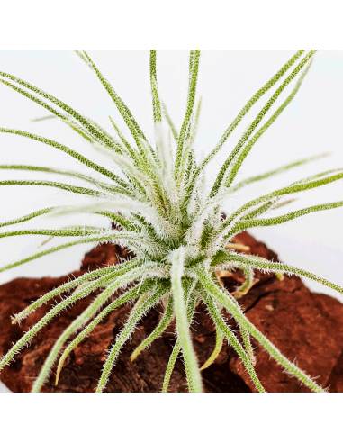 Tillandsia Plumosa Ecoterrazas