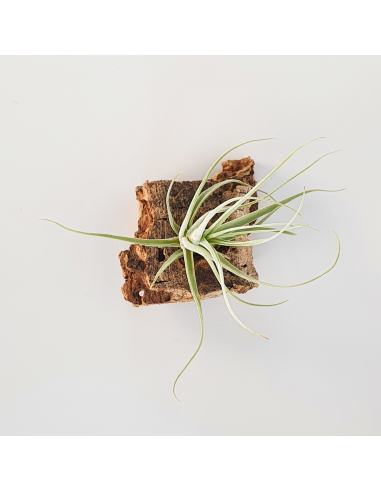 Tillandsia Humilis Ecoterrazas