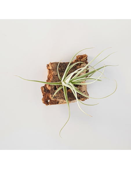 Tillandsia Humilis Ecoterrazas
