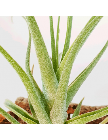Tillandsia Humilis Ecoterrazas