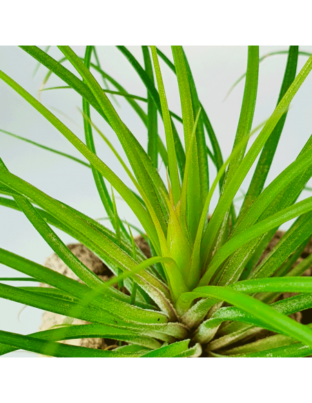 Tillandsia Globosa Ecoterrazas