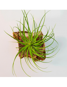 Tillandsia Globosa Ecoterrazas 2