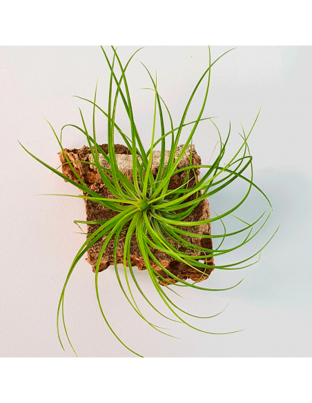 Tillandsia Globosa Ecoterrazas