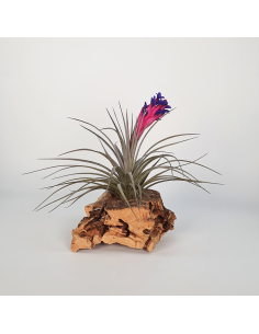 Tillandsia Aeranthos Negra Ecoterrazas