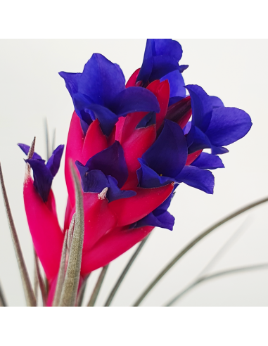 Tillandsia Aeranthos Negra Ecoterrazas