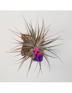 Tillandsia Aeranthos Negra Ecoterrazas 2