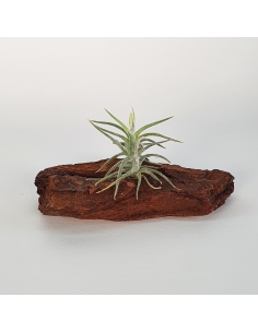 Tillandsia Tricholepis Macrophylla (Spiralipetala) Ecoterrazas