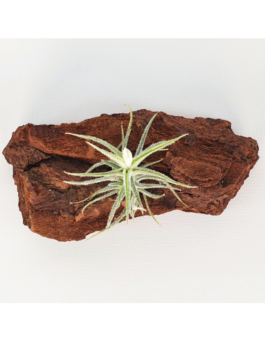 Tillandsia Tricholepis Macrophylla (Spiralipetala) Ecoterrazas