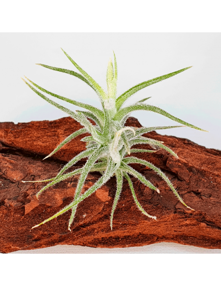 Tillandsia Tricholepis Macrophylla (Spiralipetala) Ecoterrazas