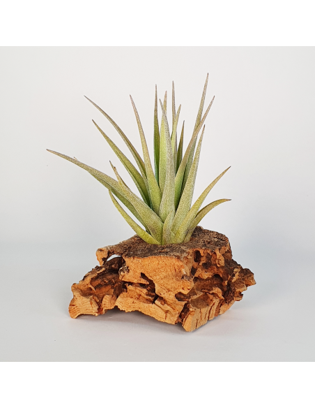Tillandsia Ixioides x Aeranthos Ecoterrazas