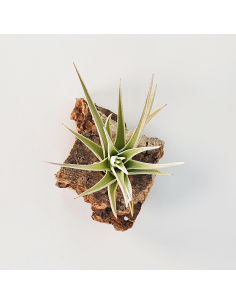 Tillandsia Ixioides x Aeranthos Ecoterrazas 2