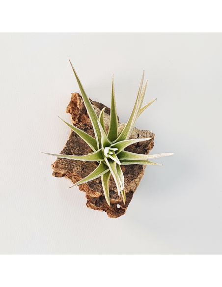 Tillandsia Ixioides x Aeranthos Ecoterrazas