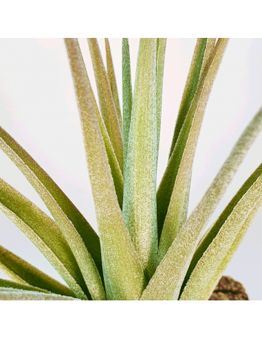 Tillandsia Ixioides x Aeranthos Ecoterrazas