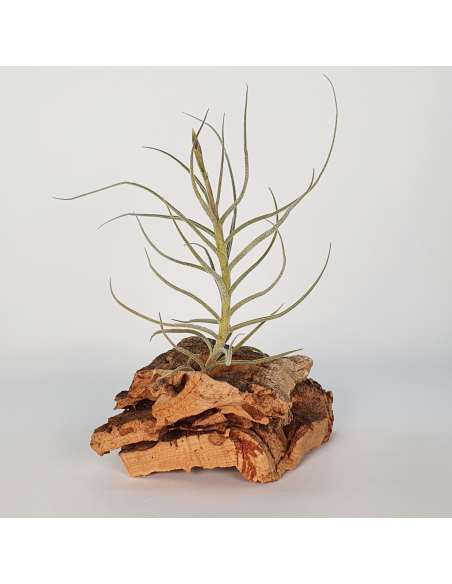 Tillandsia Holm´s Mallekii Ecoterrazas