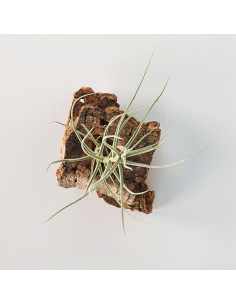 Tillandsia Holm´s Mallekii Ecoterrazas 2