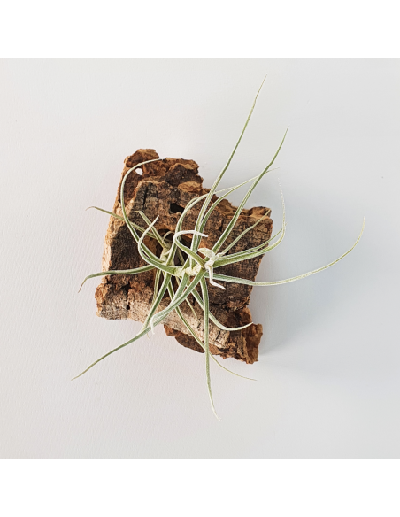 Tillandsia Holm´s Mallekii Ecoterrazas